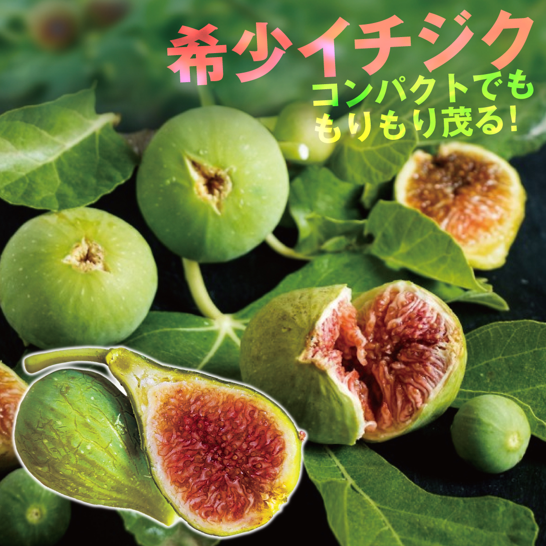果樹苗 イチジク フィッコリーノ（R） 1株