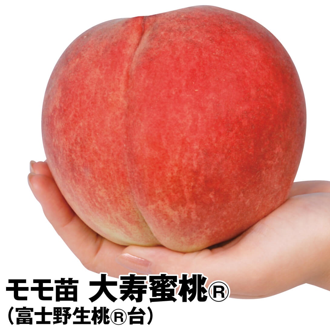 果樹苗 モモ 大寿蜜桃R （富士野生桃R台） 1株