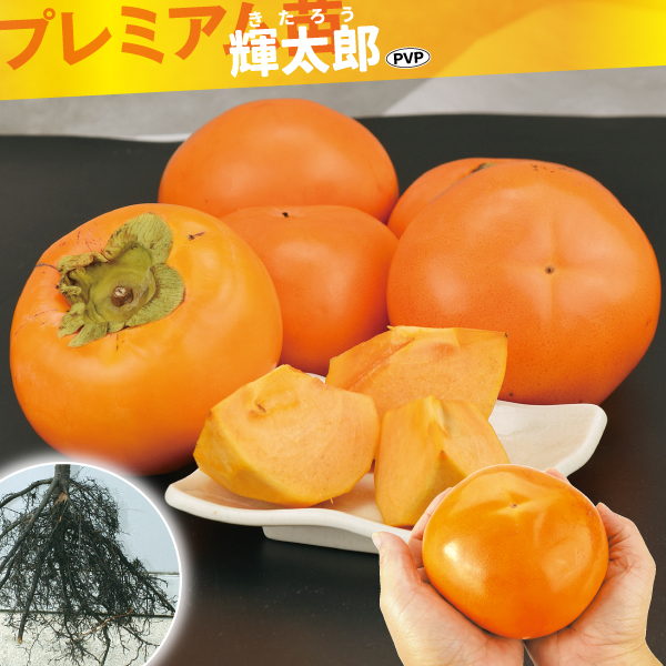 果樹苗 カキ 完全甘柿 輝太郎PVP プレミアム苗 1株