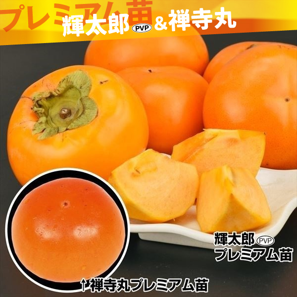 果樹苗 カキ 輝太郎PVP＆禅寺丸(受粉樹) プレミアム苗 2種2株