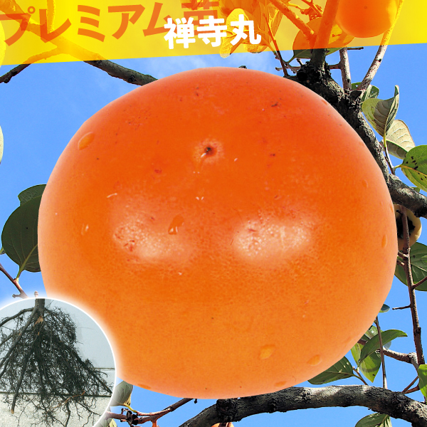 果樹苗 カキ 不完全甘柿 禅寺丸 プレミアム苗 1株
