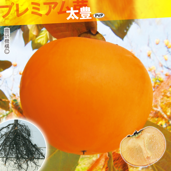 果樹苗 カキ 完全甘柿 太豊PVPプレミアム苗 1株