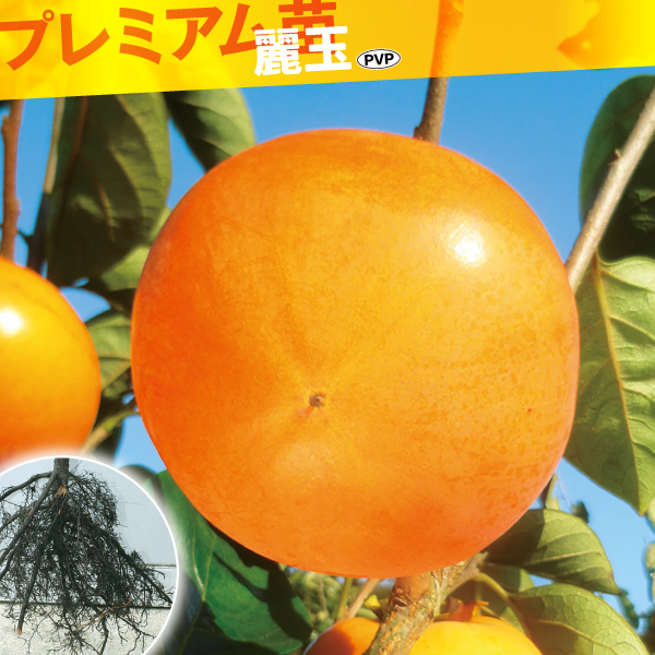 果樹苗 カキ 甘柿 麗玉PVP プレミアム苗 1株
