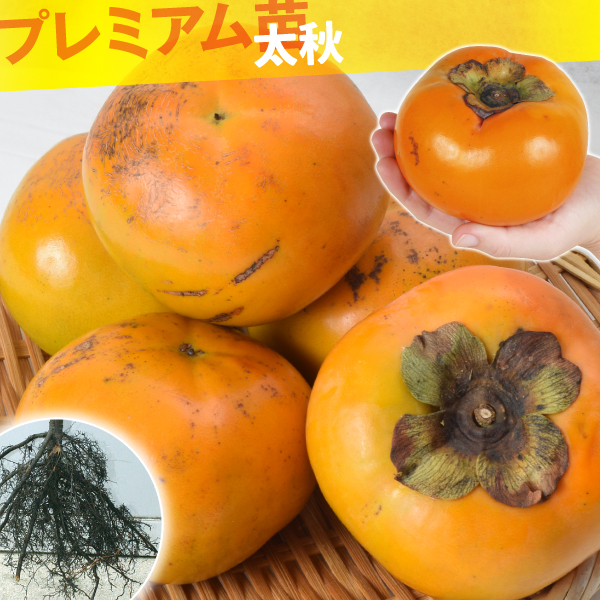果樹苗 カキ 完全甘柿 太秋 プレミアム苗 1株