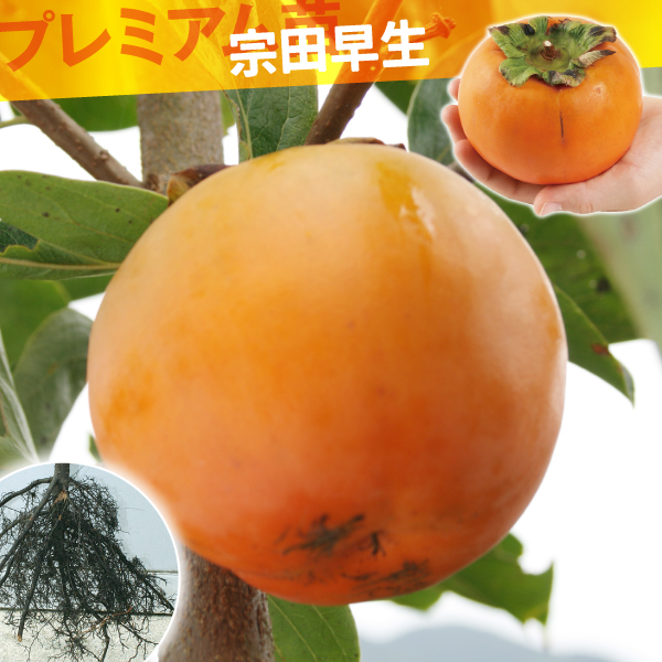 果樹苗 カキ 完全甘柿 宗田早生 プレミアム苗 1株