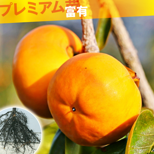 果樹苗 カキ 完全甘柿 富有 プレミアム苗 1株