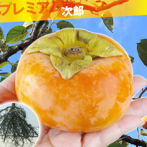 果樹苗 カキ 完全甘柿 次郎 プレミアム苗 1株