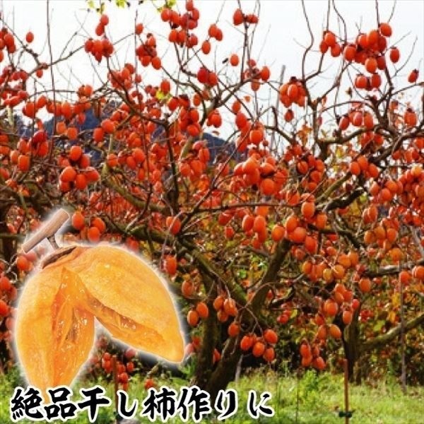 果樹苗 カキ 渋柿 夢西条 1株