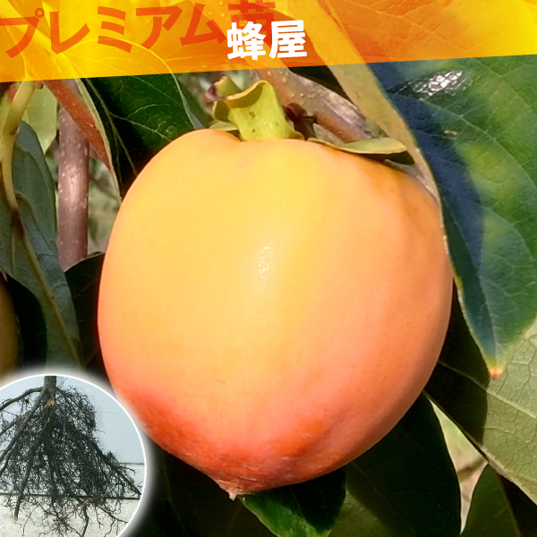 果樹苗 カキ 渋柿 蜂屋 プレミアム苗 1株