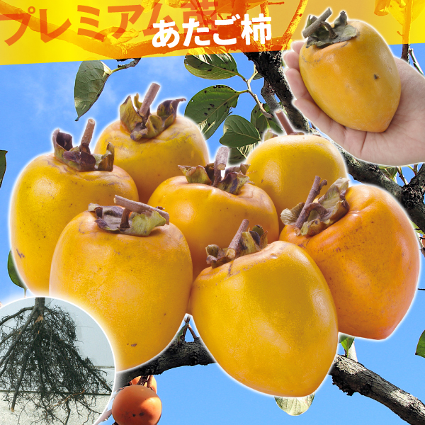 果樹苗 カキ 渋柿 あたご柿 プレミアム苗 1株