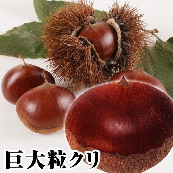 果樹苗 クリ 武蔵