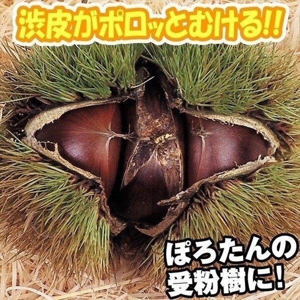 果樹苗 クリ ぽろすけPVP