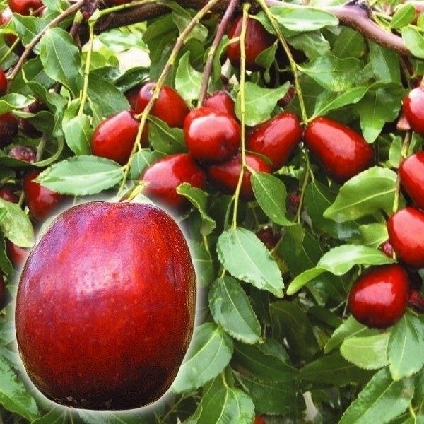 果樹苗 ナツメ 中華大龍棗