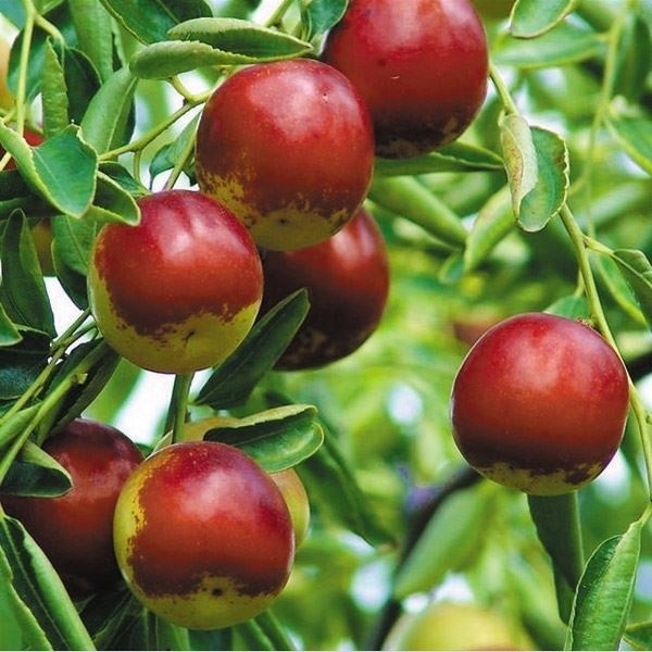果樹苗 ナツメ 七月早脆王 1株