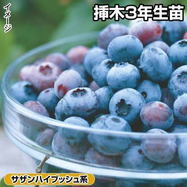 果樹苗 サザンハイブッシュ系ブルーベリー サンプソン 挿木3年生苗 1株