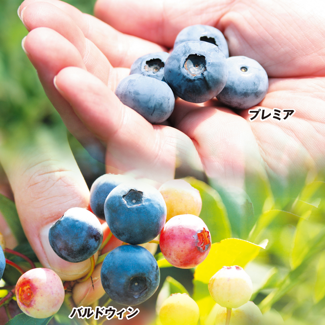 果樹苗 挿木3年生ブルーベリーAセット 2種2株 送料無料