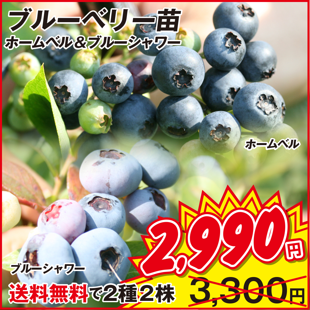 果樹苗 挿木3年生ブルーベリーFセット 2種2株 送料無料
