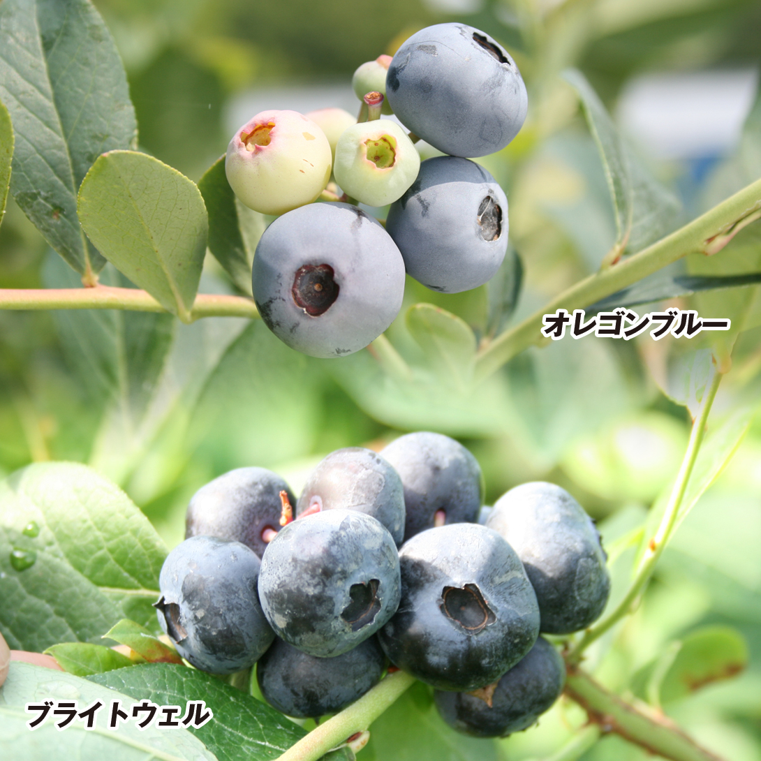 果樹苗 挿木3年生ブルーベリーHセット 2種2株 送料無料