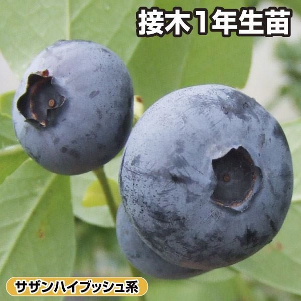 果樹苗 ハイブッシュ系ブルーベリー ボーナス 接木1年生苗 1株