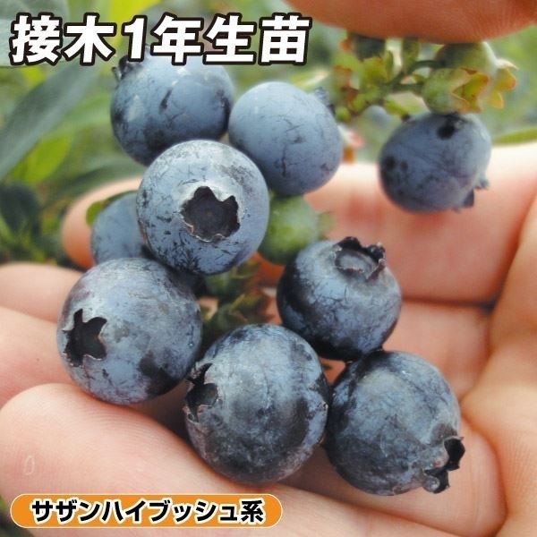 果樹苗 サザンハイブッシュ系 ブルーベリー ミスティ 接木1年生苗 1株