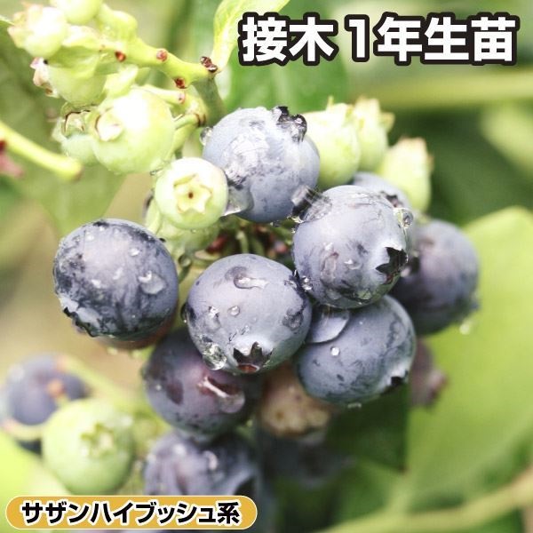 果樹苗 サザンハイブッシュ系ブルーベリー シャープブルー 接木1年生苗 1株