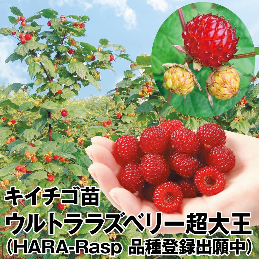 果樹苗 キイチゴ ウルトララズベリー超大王 (HARA-Rasp 品種登録出願中)