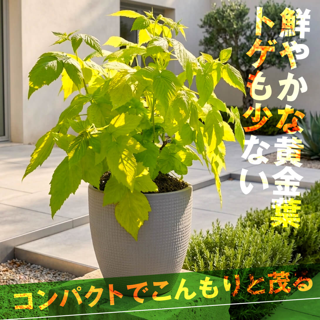 果樹苗 ラズベリー グルーヴィー(Jdeboer005 品種登録出願中) 1株