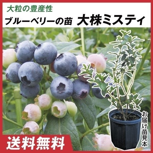 国華園オンラインショップ / 果樹苗 大株サザンハイブッシュ系