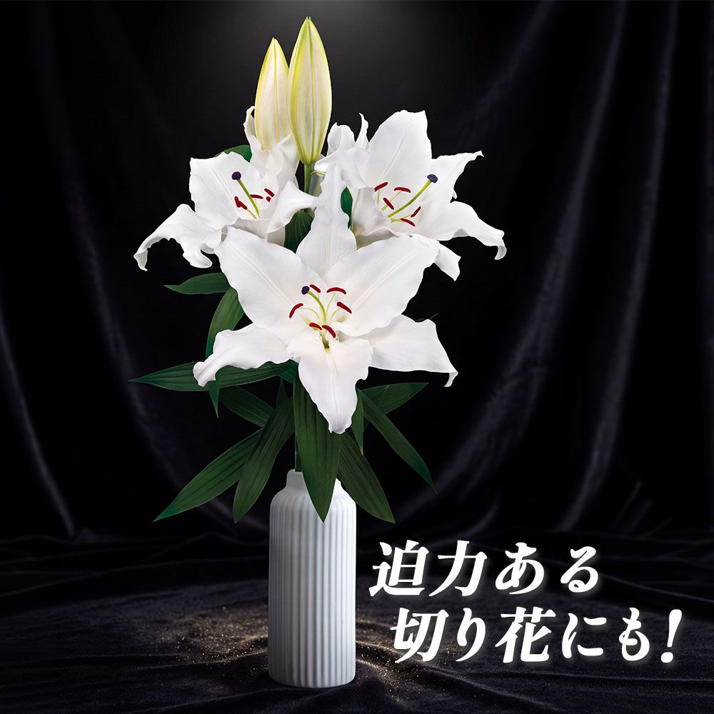 キングカサブランカ