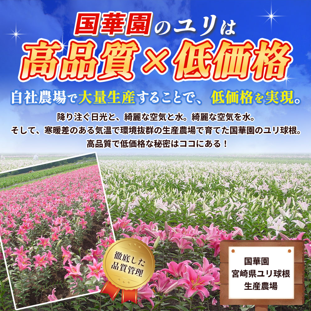 国華園のゆりは高品質×低価格