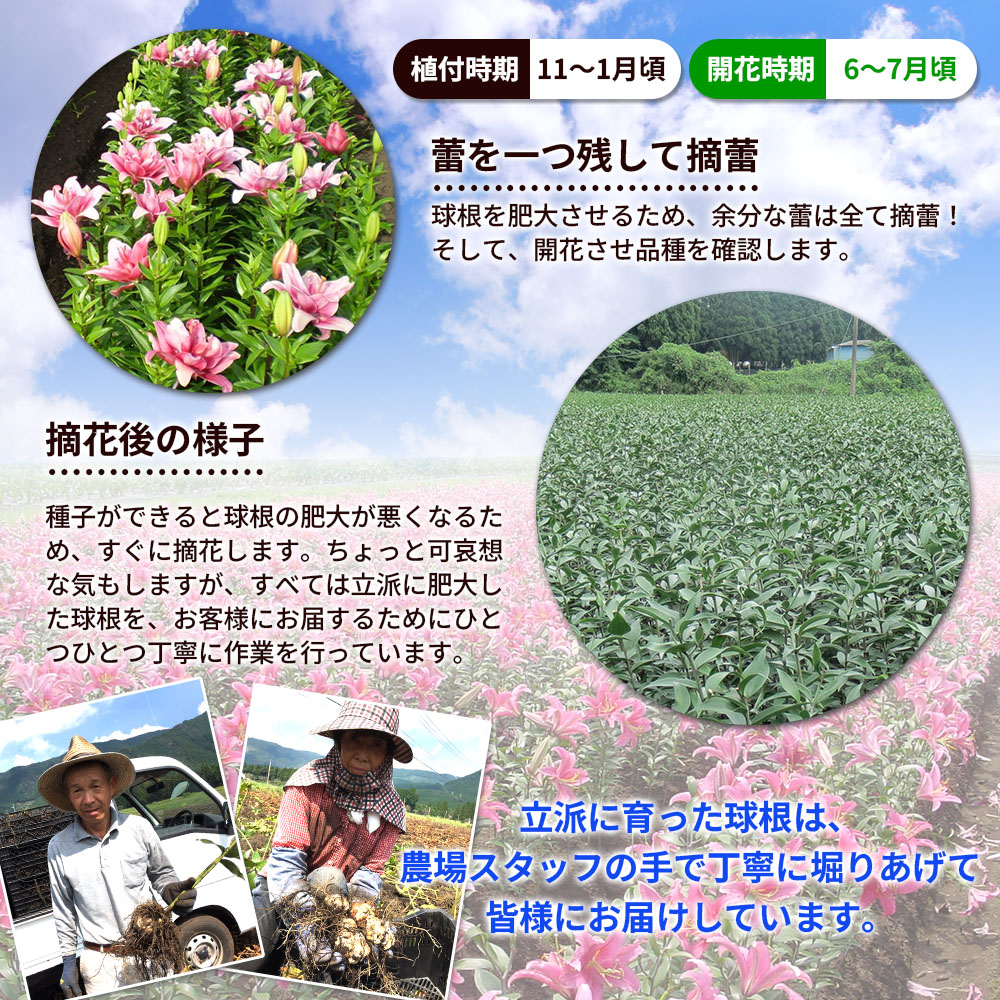 国華園宮崎県ユリ球根生産農場の様子