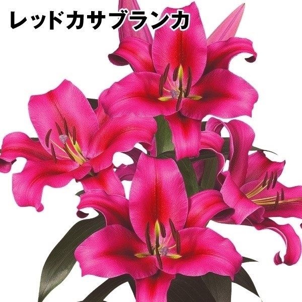 ユリ 球根 花ユリ オリエンタルリリー 大球 レッドカサブランカ（パラッツォ）