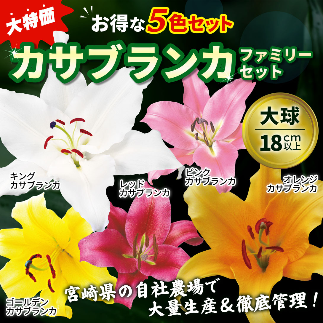 大球カサブランカファミリーセット