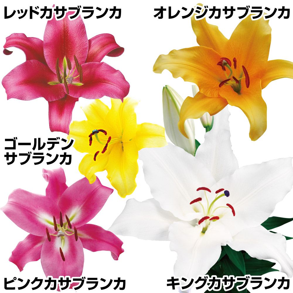 ユリ 球根 花ユリ オリエンタルリリー 大球カサブランカファミリーセット