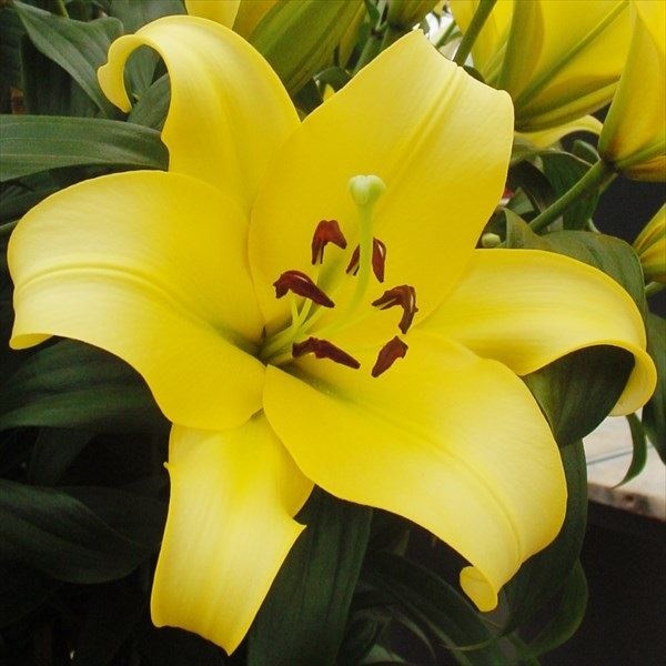 ユリ 球根 花ユリ オリエンタルリリー イエローウィン