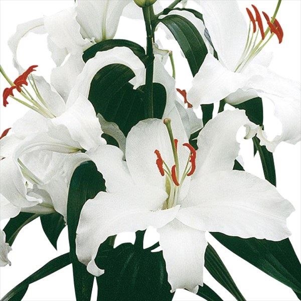 ユリ 球根 花ユリ オリエンタルリリー シベリア
