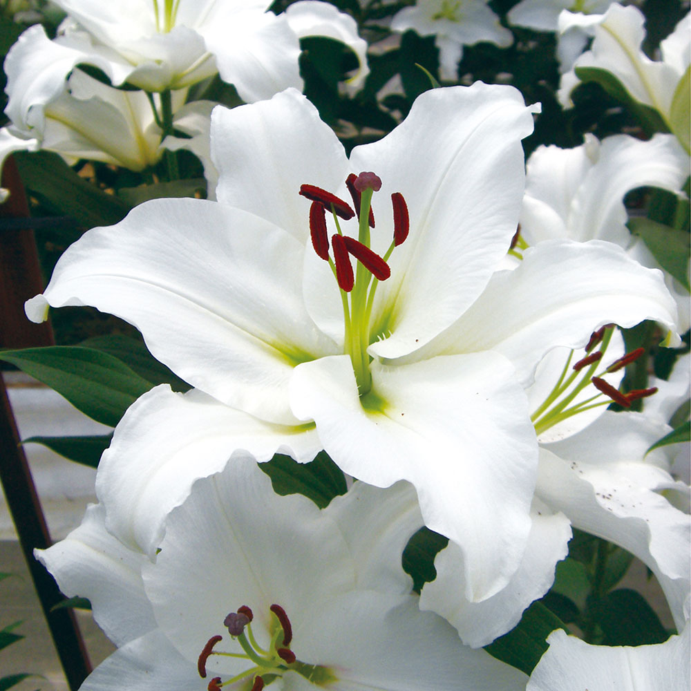 ユリ 球根 花ユリ オリエンタルリリー シグナム
