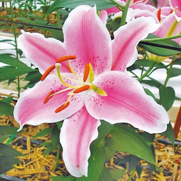 ユリ 球根 花ユリ オリエンタルリリー ソルボンヌ