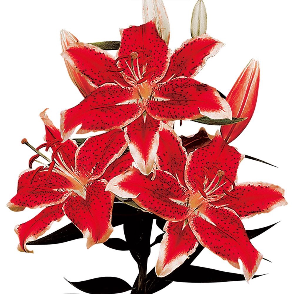 ユリ 球根 花ユリ オリエンタルリリー スターファイター