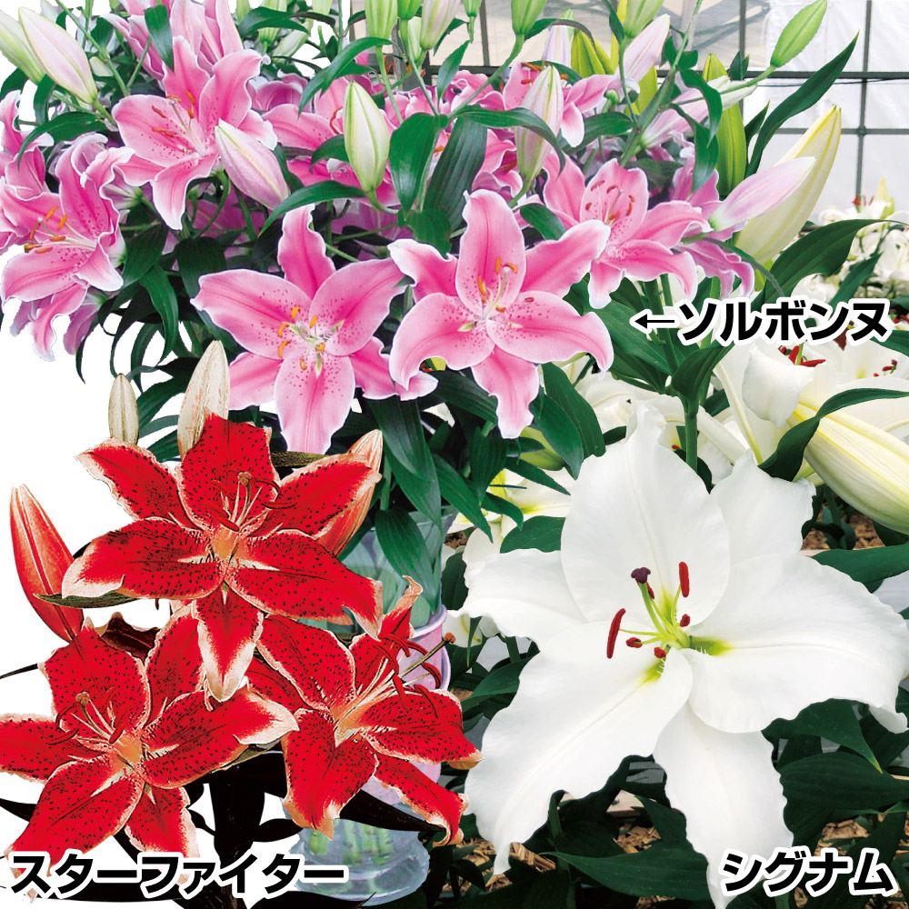 ユリ 球根 花ユリ 華やか切花向きオリエンタルリリーセット