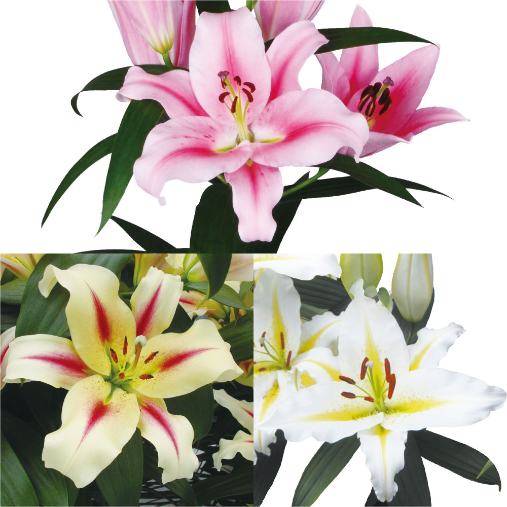 ユリ 球根 花ユリ 切花向き2色咲オリエンタルリリーセット