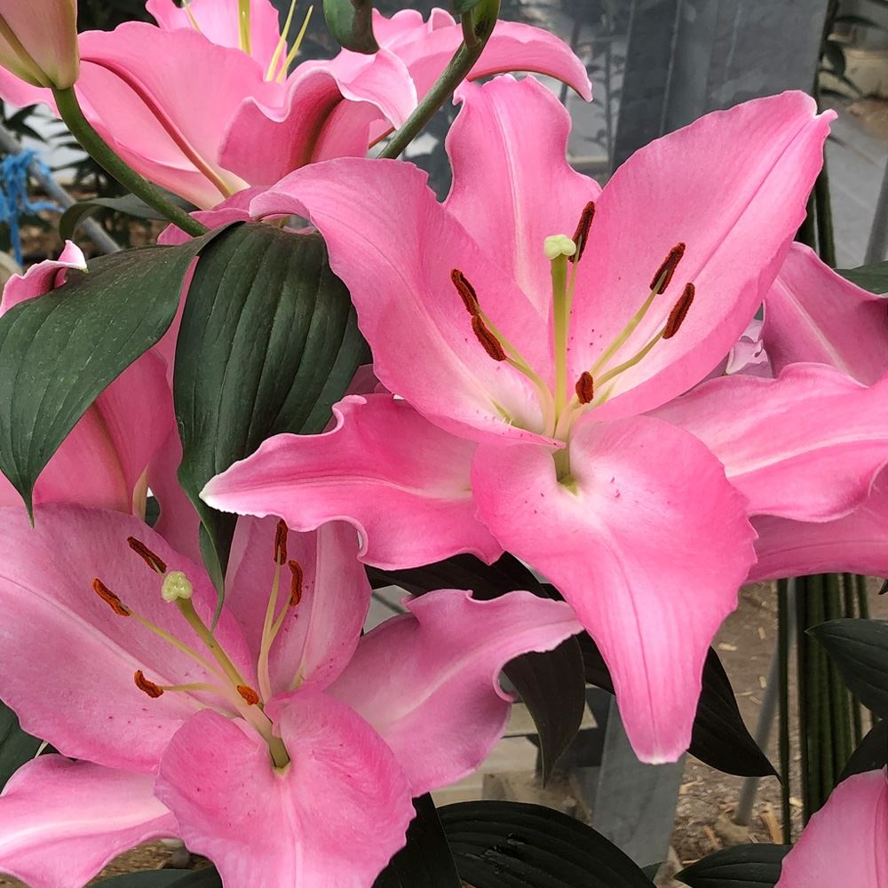 ユリ 球根 花ユリ オリエンタルリリー セブ