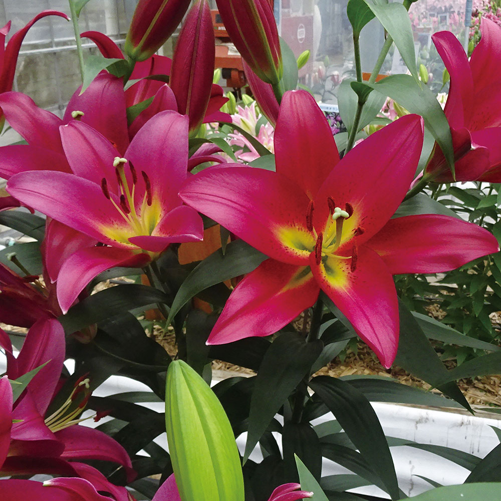 ユリ 球根 花ユリ オリエンタルリリー タッチストーン