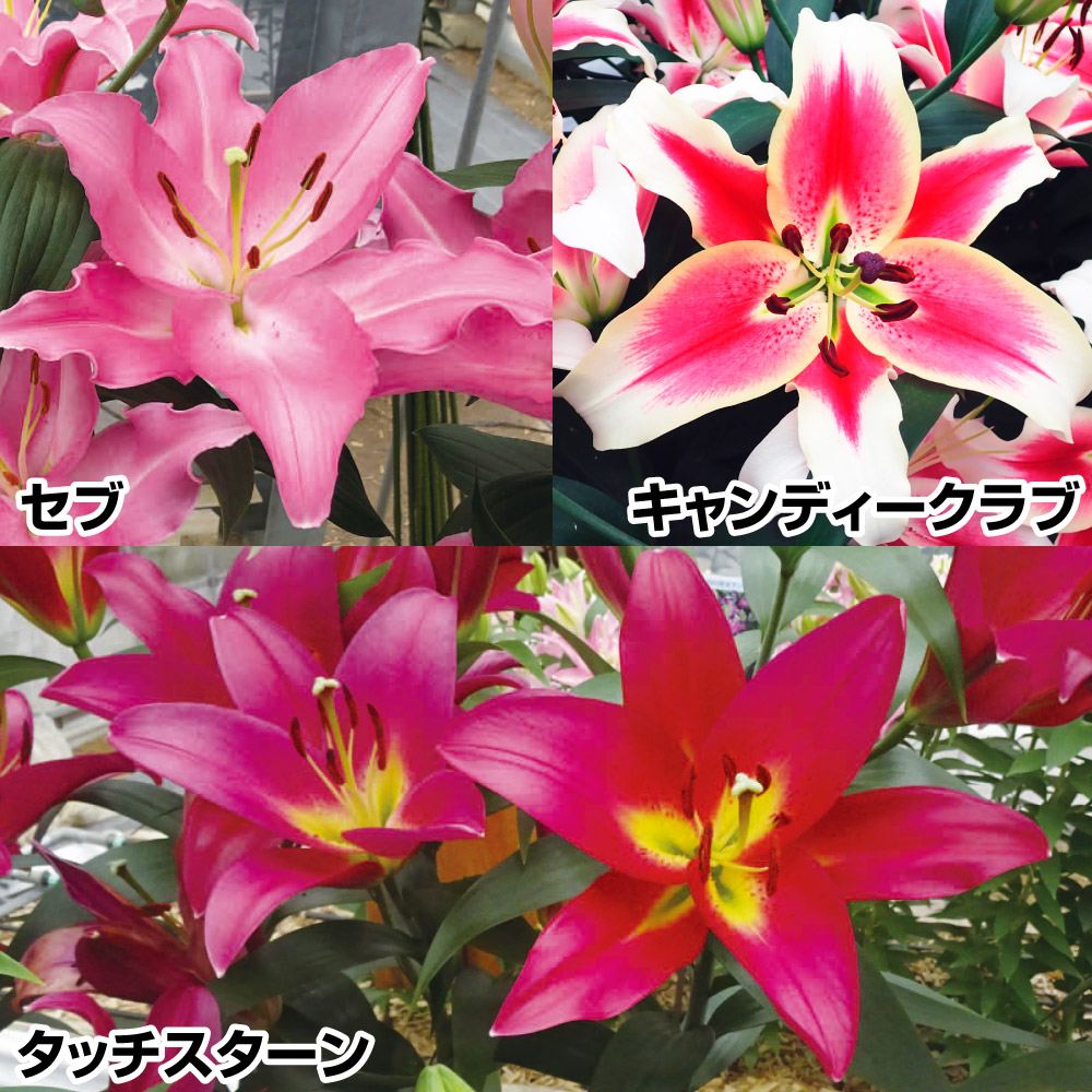 ユリ 球根 花ユリ 切花向きオリエンタルリリーAセット