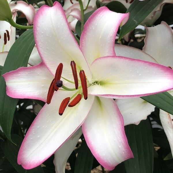 ユリ 球根 花ユリ オリエンタルリリー ジエッジ