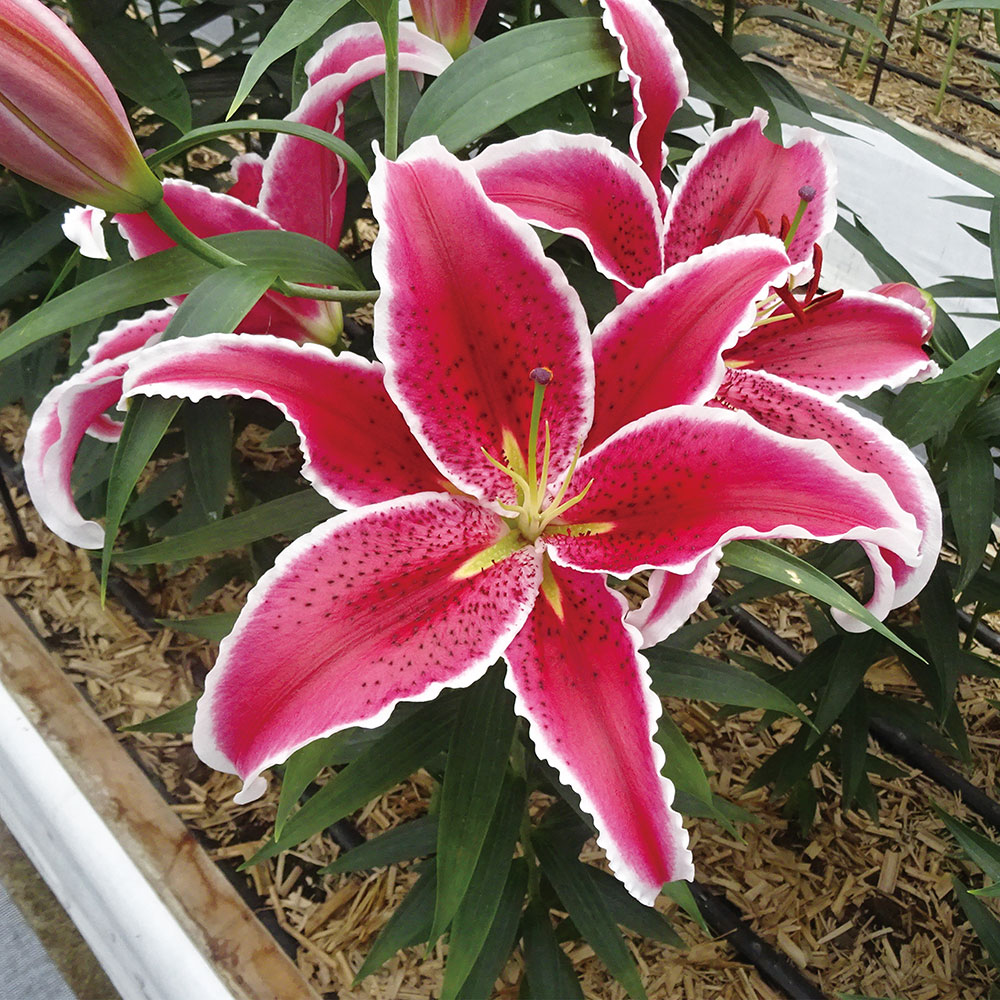 ユリ 球根 花ユリ オリエンタルリリー ブルックス