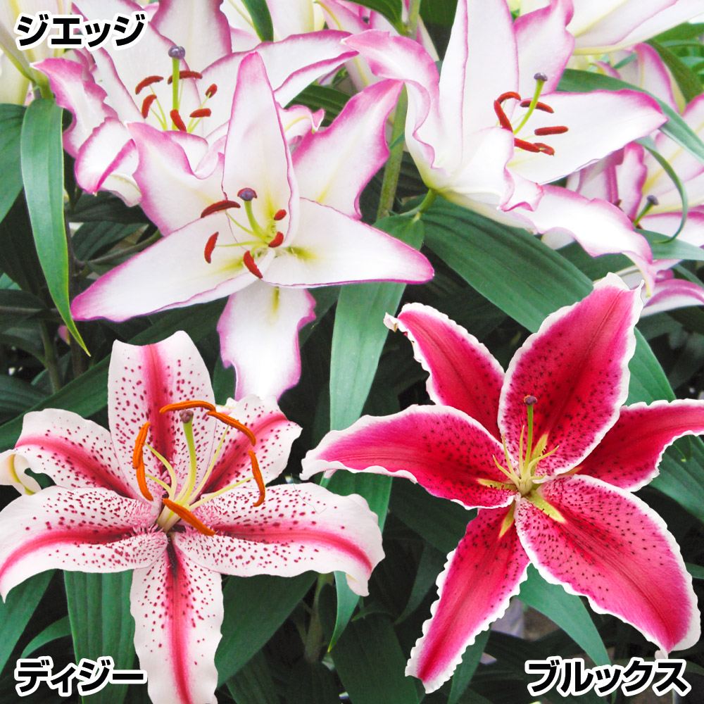 ユリ 球根 花ユリ 切花向きオリエンタルリリーBセット