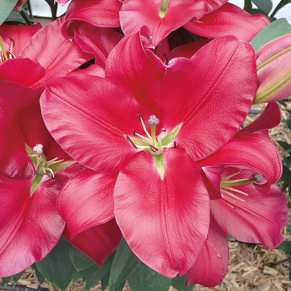 ユリ 球根 無花粉ユリ オリエンタルリリー リバーラブ