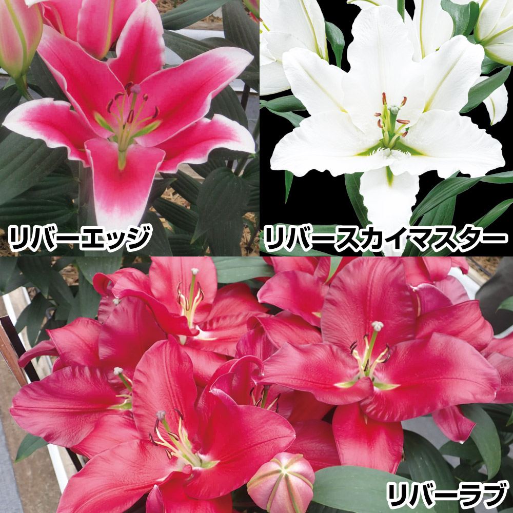 ユリ 球根 花ユリ 無花粉オリエンタルリリーセット