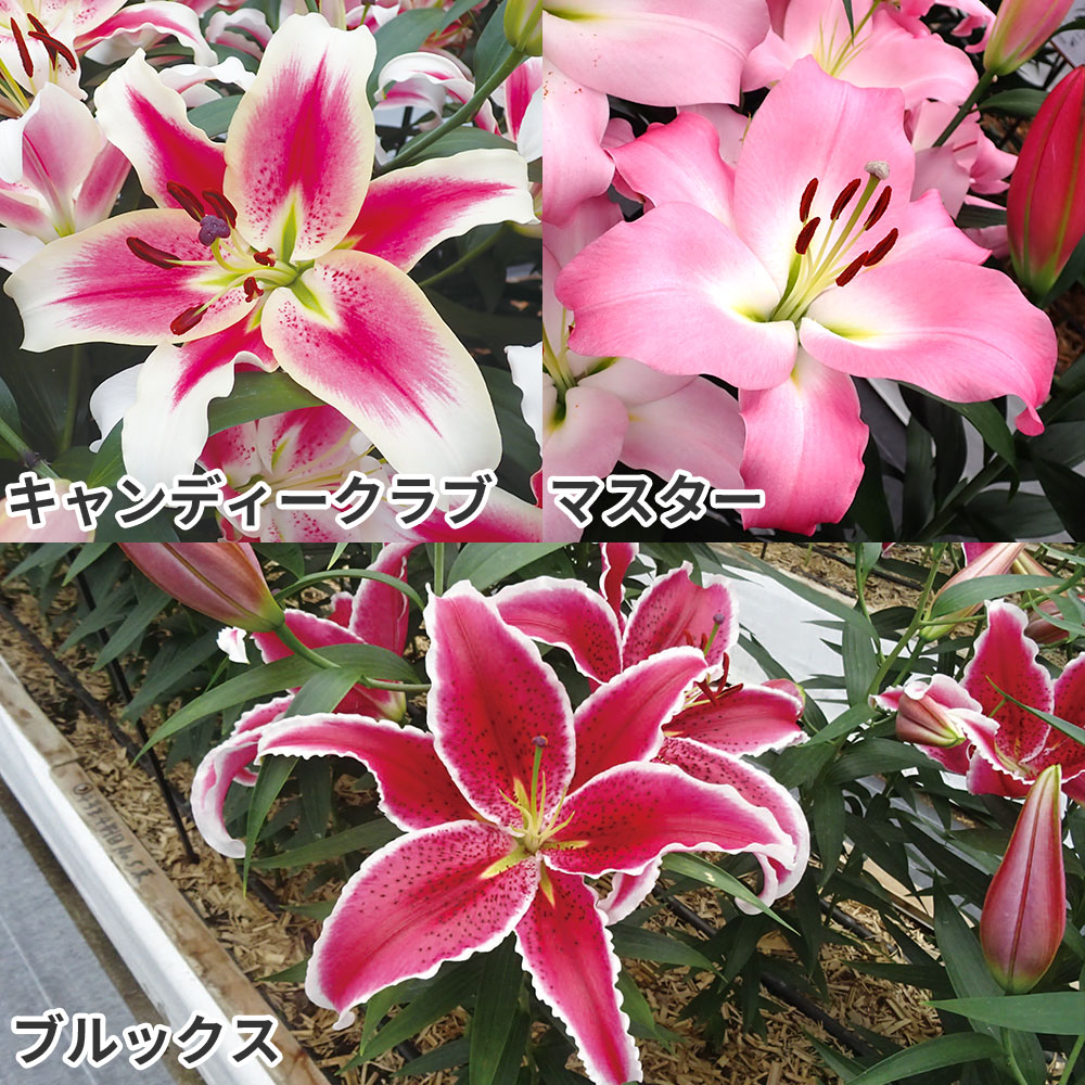 ユリ 球根 花ユリ 切花向きオリエンタルリリーCセット 3種12球